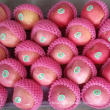 Chinese Fresh Qinguan Apple